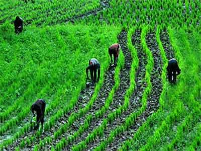 yobe_farmers